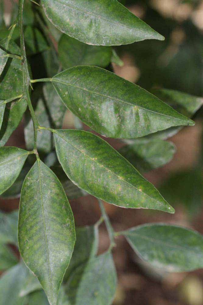              Shade leaves (Riverside, CA)       